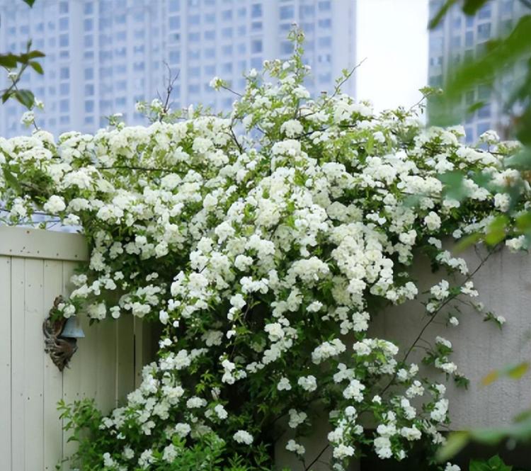 院子里的十大香花：从栀子花到丁香花的详细栽培指南