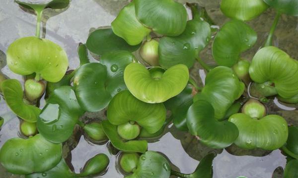 如何正确种植并管理水浮莲：污水处理和牲畜饲料的理想选择