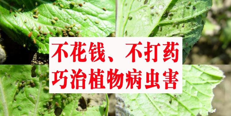 绿色无害的家庭园艺：使用常见物品预防病虫害的有效方法