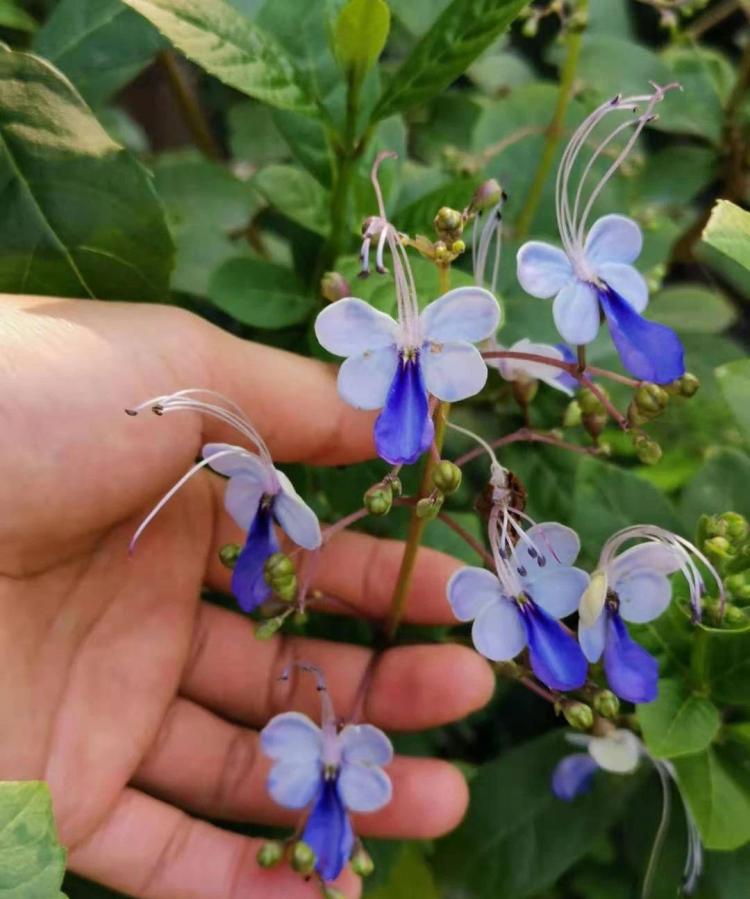 观赏植物指南：白花三角梅、蓝蝴蝶、南美苏铁等的养护要求与特性解析