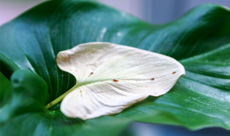 室内植物防虫指南：如何有效预防和处理常见害虫