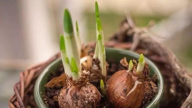 水仙花的种植与养护：冬春理想室内植物的全面指南