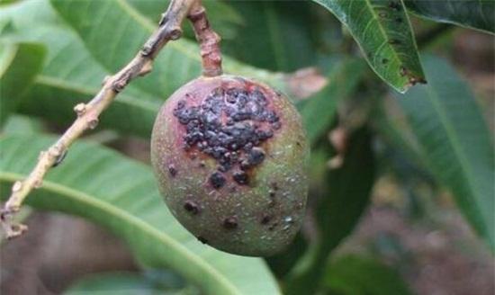 芒果盆栽种植与养护全指南：种子选择、土壤配置、病害防治