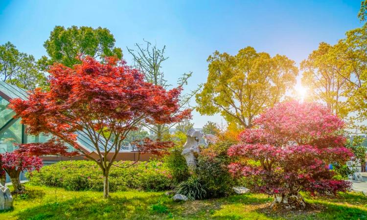 公园植物配置：选择和配置的原则，以及适合公园种植的植物种类