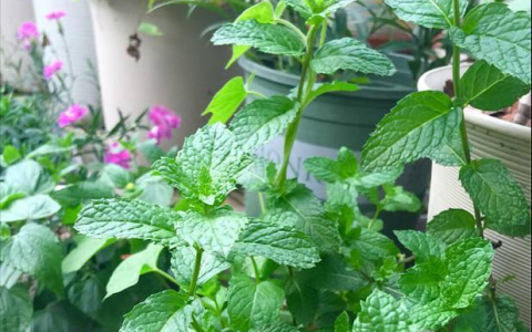 夏季驱蚊有妙招：如何利用植物驱赶蚊虫