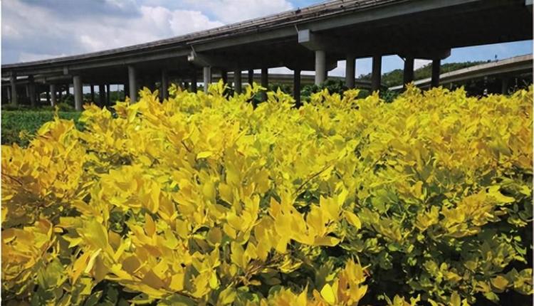 广东园林中木本彩叶植物种类及其特点