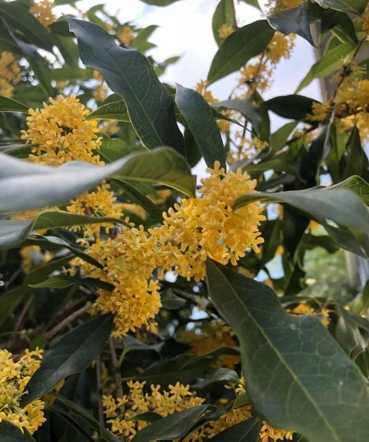 桂花种植与护理：环境需求、病虫害防治和花期管理