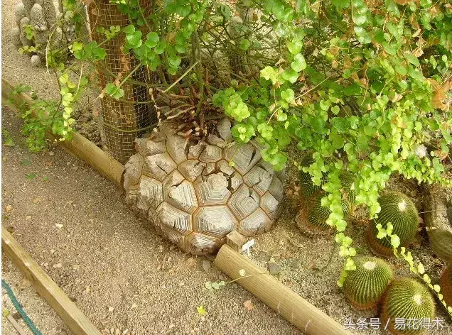 龟甲龙多肉植物的种类和栽培养护指南