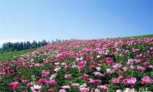 随州及周边地区春季赏花胜地大全：桃花、樱花、油菜花等美景一网打尽