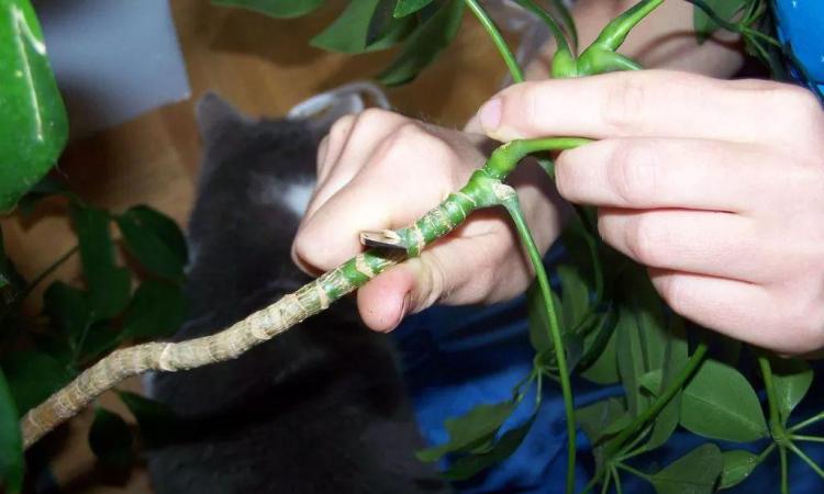 空中压条法：高效繁殖木本植物的步骤与技巧