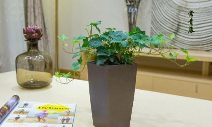 室内植物养殖：12种易养且能改善空气质量的植物