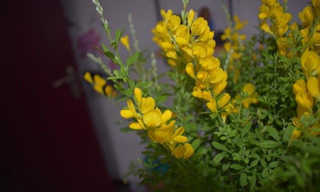春季花园的明星：如何培育和养护金黄色的金雀花