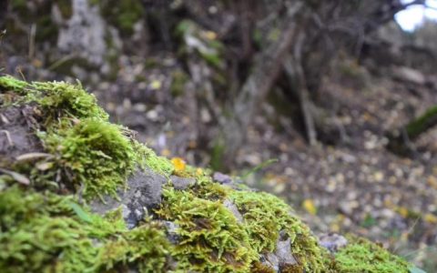 在家制作和养护苔藓生态缸完全指南