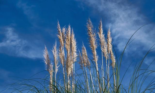 秋季十大美丽植物：桂花、菊花、紫薇等的特色与价值