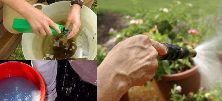 植物养护：药物和水溶肥正确配置指南