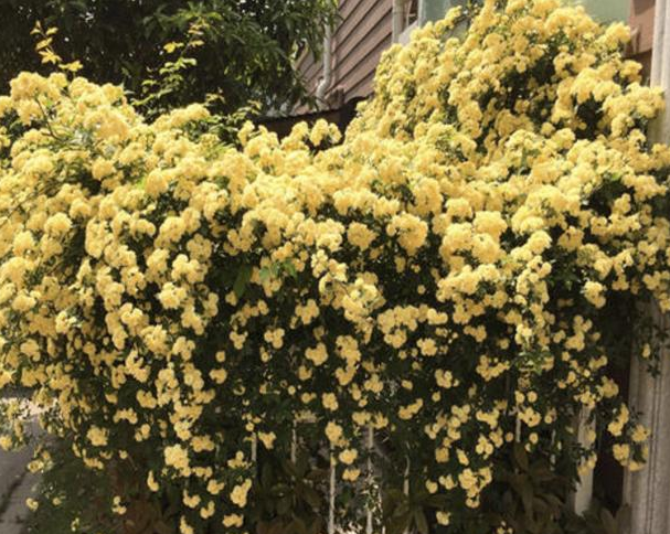 木香花种植和繁殖全攻略：一年200天的花期在等你