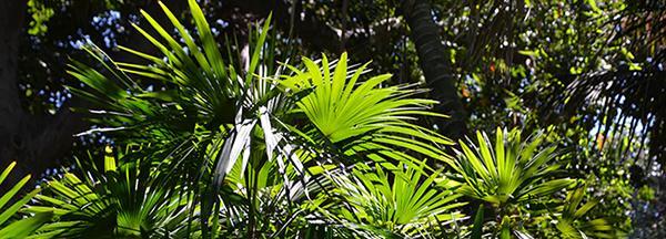 矮棕竹的养护和繁殖技巧：一篇全面的指南