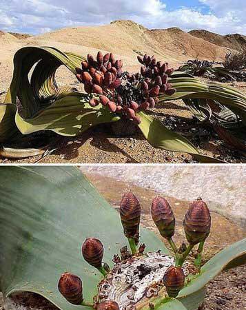 十大奇特植物：从千岁兰到跳舞草的神奇之旅