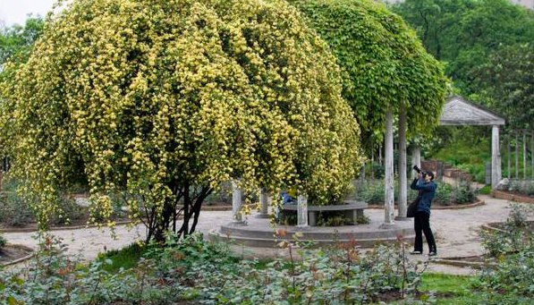 木香花：易养护、花香迷人，种植技巧全攻略