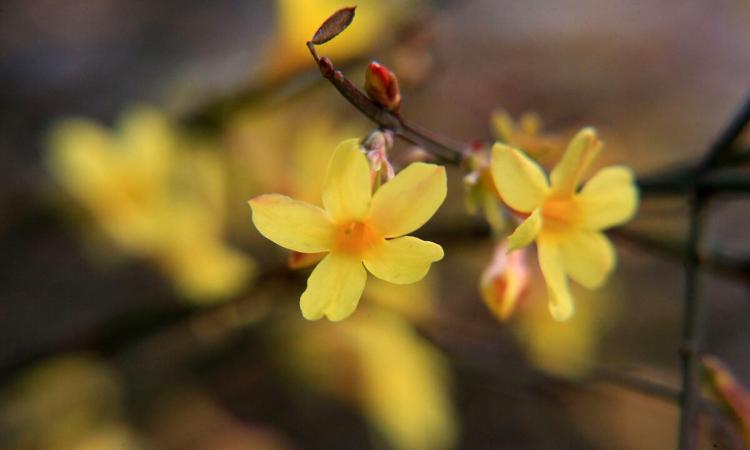 早春开花的六种植物：报春花、迎春花、玉兰、结香、冰凌花和金缕梅