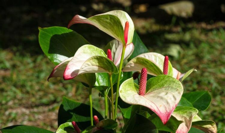 红掌花养护及解决花色变淡方法