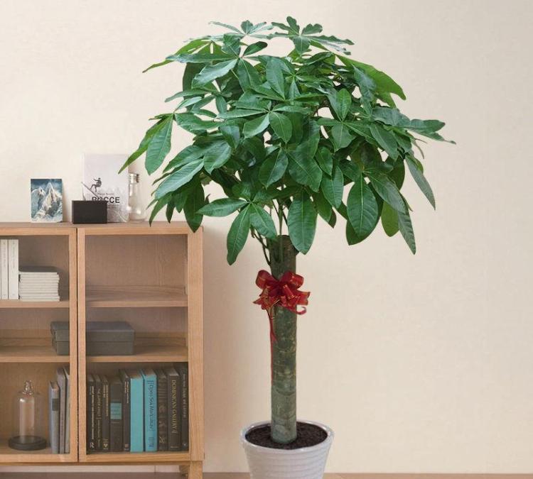 如何选择和养护适合客厅的植物：美观、改善空气质量和寓意良好