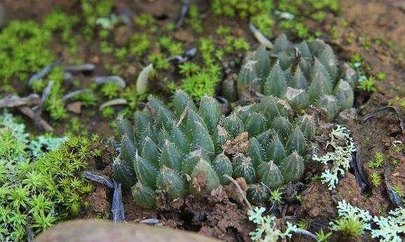 如何正确淋雨多肉植物：春秋季节的淋雨指南