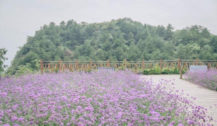 北京郊外云峰山游记：薰衣草园，马鞭草花田和欧式咖啡店体验