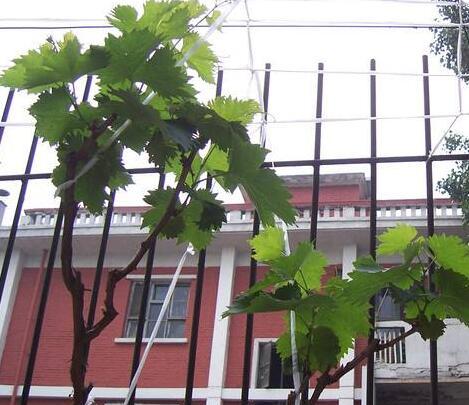 在家中成功种植盆栽葡萄的四大要点