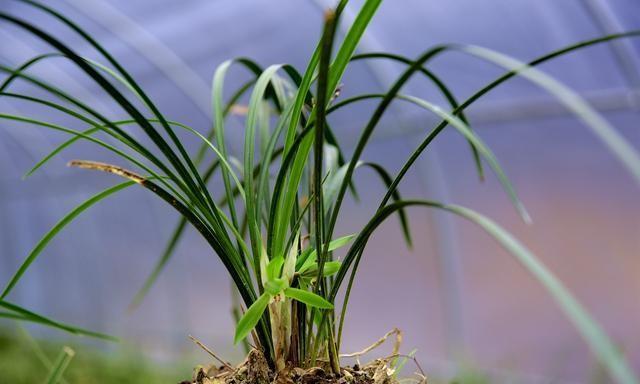 兰花种植：如何正确使用有机肥和化学肥料