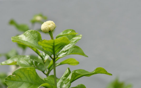 茉莉花叶子枯萎的原因及预防方法：专业指导