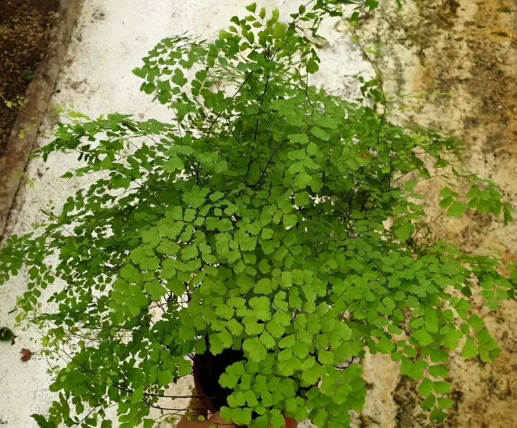 如何正确养护蕨类植物：专业的阴耐性植物护理指南