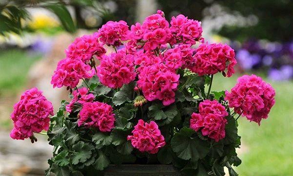 夏季开花植物推荐：十大观赏性强且易养护的花卉