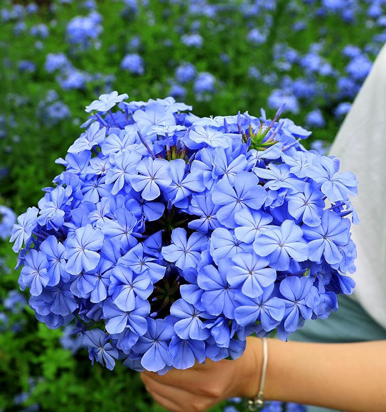 角柱花：完全养护指南和种植技巧