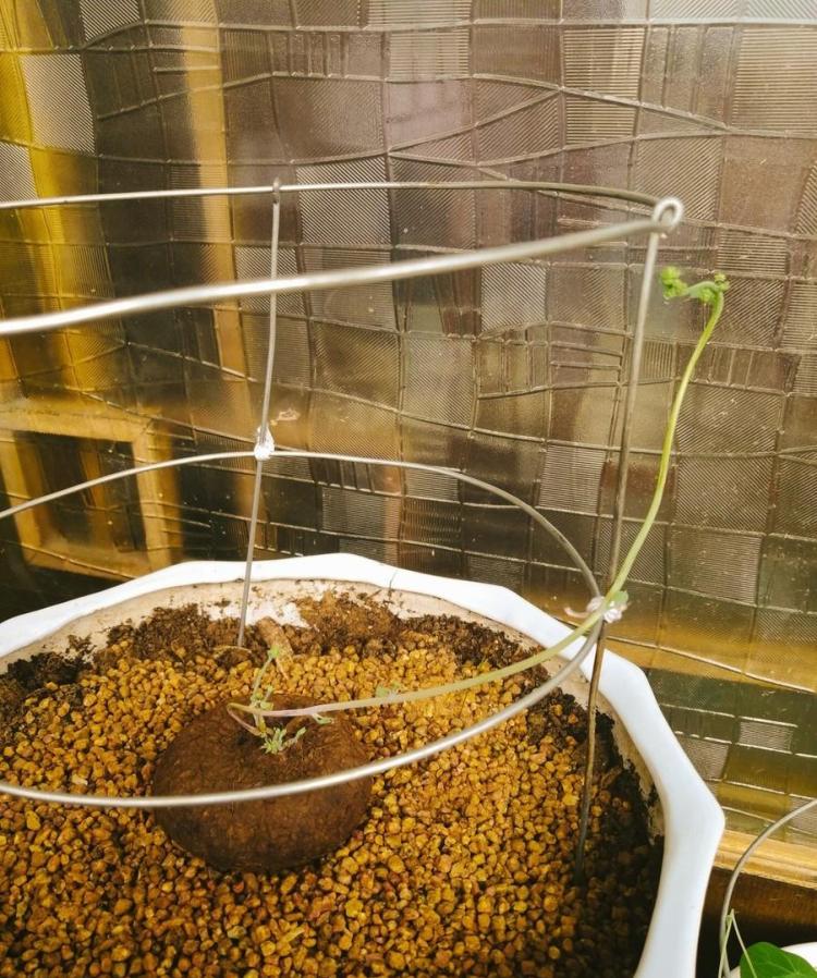 室内多肉植物养护指南：正确的浇水和施肥方法