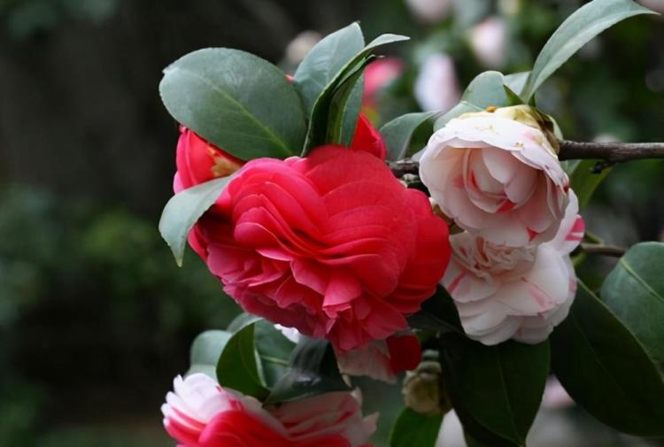 室内养花指南：桂花、栀子花和山茶花的养护技巧