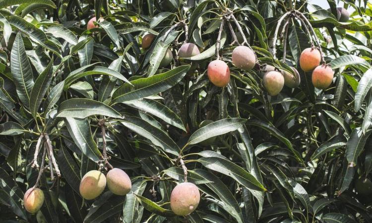 如何在家中成功种植芒果：全面的种植与照料指南