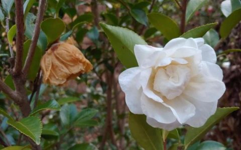 茶花养护全指南：如何正确照顾你的茶花