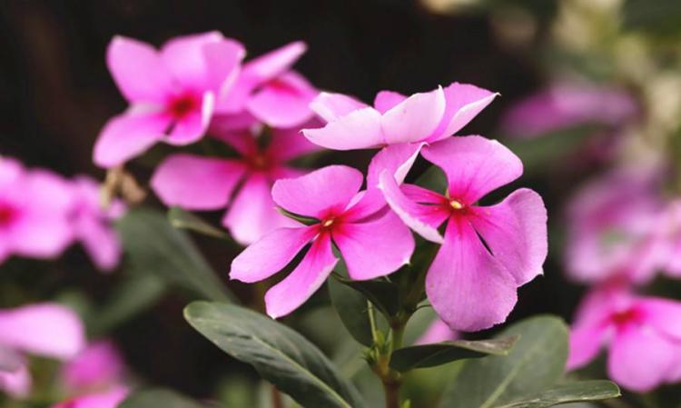 园艺新手必读：五种易养且花朵美丽的植物推荐