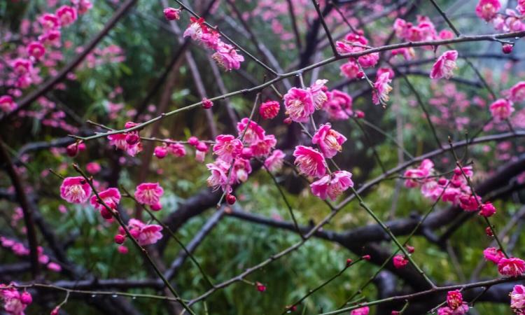 红梅种植和养护：全面指南