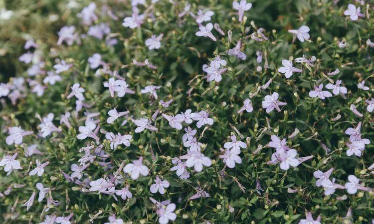 夏季花卉养护与推荐种植品种：太阳花、万寿菊等