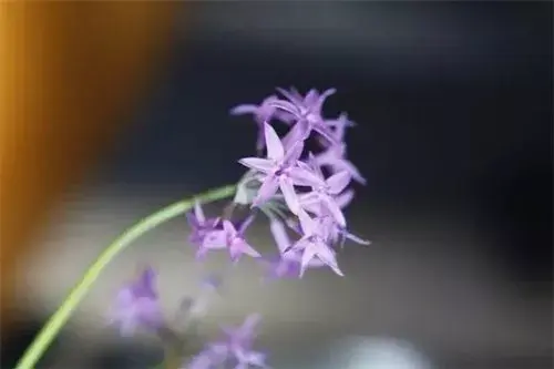 厨师的艺术：如何使用可食用花草和香草进行美观香香的摆盘装饰