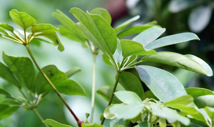 室内四季常青植物的护理：鸭脚木、铜钱草和发财树的种植与养护技巧