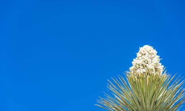 科学授粉：延长多肉植物花期的秘诀