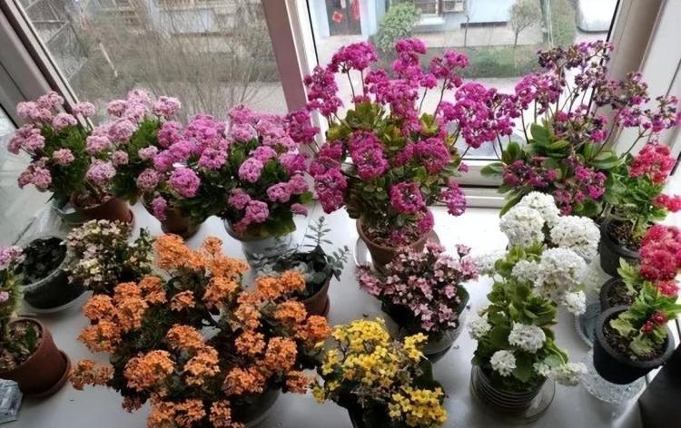 冬季开花植物指南：茶花、瑞香花和长寿花的养护秘诀