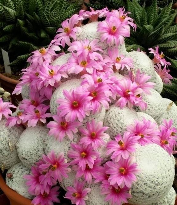 白鸟（Mammillaria herrerae）：墨西哥原生濒危多肉植物的种植指南和特性