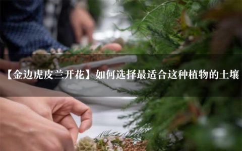 【金边虎皮兰开花】如何选择最适合这种植物的土壤