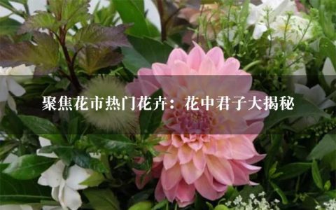 聚焦花市热门花卉：花中君子大揭秘