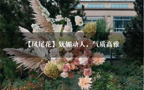 【凤尾花】妩媚动人，气质高雅