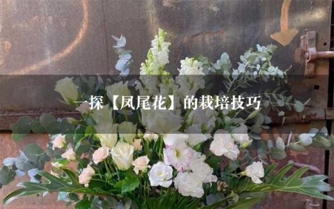 一探【凤尾花】的栽培技巧